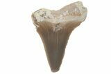 Bargain, Fossil Ginsu Shark (Cretoxyrhina) Tooth - Kansas #219150-1